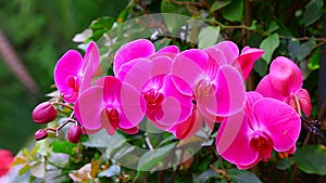 Phalaenopsis pink orchids in tropical garden