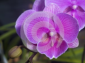 Phalaenopsis Pink white orchid flower