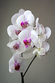 Phalaenopsis plant with white and purple flowers