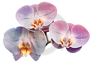 Phalaenopsis purple flower, white isolated background with clipping path. Closeup. no shadows. For design. Nature