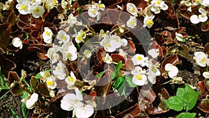 Phalaenopsis sanderiana flowers