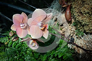 Phalaenopsis sanderiana Jiuhbao Venus 2, orchids and greenery