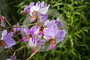 Phalaenopsis schilleriana or commonly known as the moon orchid, shallow focus