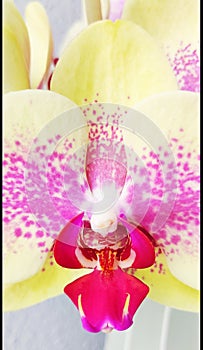 Phalaenopsis schilleriana orchid nature home