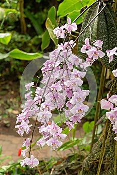 Phalaenopsis Schilleriana plant in Zurich in Switzerland