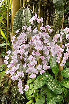 Phalaenopsis Schilleriana plant in Zurich in Switzerland