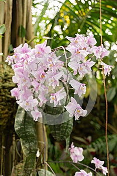 Phalaenopsis Schilleriana plant in Zurich in Switzerland