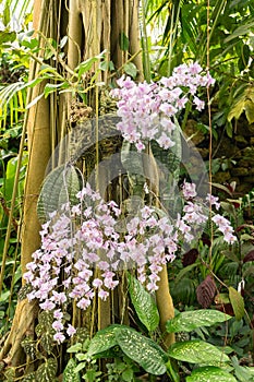 Phalaenopsis Schilleriana plant in Zurich in Switzerland