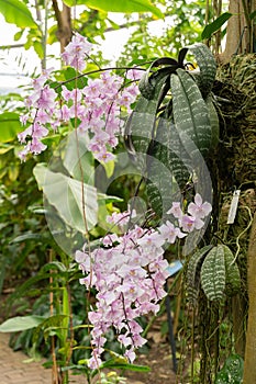 Phalaenopsis Schilleriana plant in Zurich in Switzerland