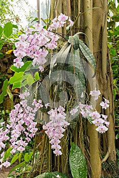 Phalaenopsis Schilleriana plant in Zurich in Switzerland