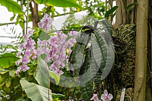 Phalaenopsis Schilleriana plant in Zurich in Switzerland