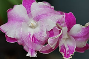 Phalaenopsis schilleriana at Santa Barbara Orchid Estate