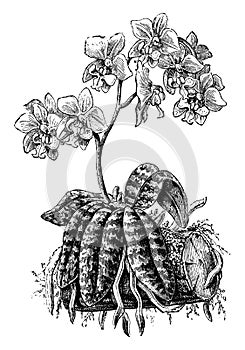 Phalaenopsis Schilleriana vintage illustration