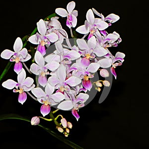 Phalaenopsis species (Phalaenopsis equestris)