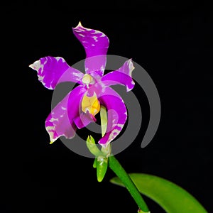 Phalaenopsis species (Phalaenopsis pulchra)