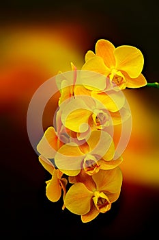 Phalaenopsis topaz yellow orchids against abstract background