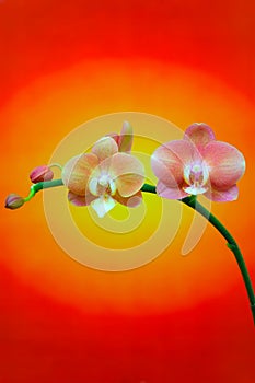 Phalaenopsis tying shin cupid orchids on abstract background