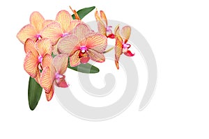 Phalaenopsis Universal Hawaii Orchid