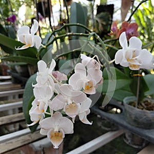 Phalaenopsis white angel in the garden. The origin orchid from indonesia