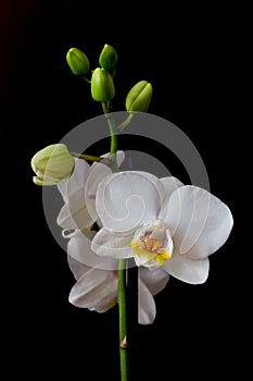 Phalaenopsis white orchid flower on a black background