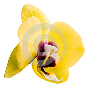 Phalaenopsis yellow orchid flower isolated on white