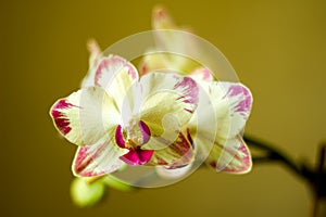 Phalaenopsis /ËŒblue / Blume 1825, known as moth orchids, abbreviated Phal in the horticultural trade,[2] an orchid