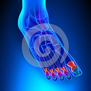 Phalanges Anatomy Bones with Ciculatory System