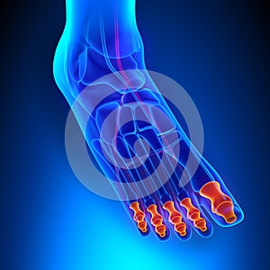 Phalanges Anatomy Bones with Ciculatory System photo