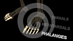 Phalanges Bones of Human Foot