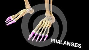 Phalanges Bones of Human Foot photo