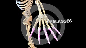 Phalanges Bones of Human Hand