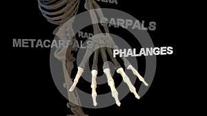 Phalanges Bones of Human Hand