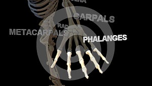 Phalanges Bones of Human Hand photo