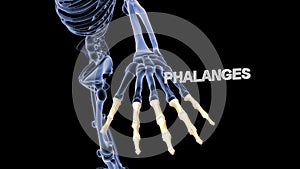 Phalanges Bones of Human Hand photo