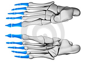 Phalanges