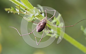 Phalangium opilio (female)