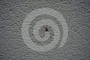Phalangium opilio on an outside wall. Phalangium opilio is a species of harvestman belonging to the family Phalangiidae. Berlin