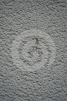 Phalangium opilio on an outside wall. Phalangium opilio is a species of harvestman belonging to the family Phalangiidae. Berlin