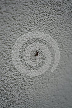 Phalangium opilio on an outside wall. Phalangium opilio is a species of harvestman belonging to the family Phalangiidae. Berlin