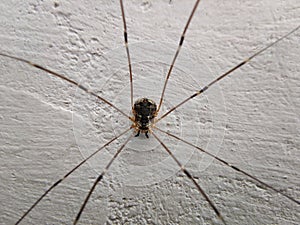 Phalangium opilio on a wall