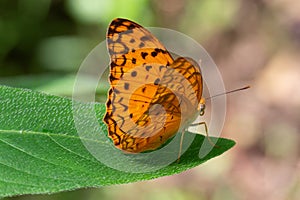 Phalanta phalantha resting on green leaves