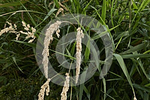 Phalaris arundinacea close up