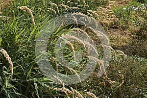 Phalaris arundinacea close up photo