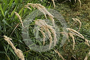 Phalaris arundinacea close up photo