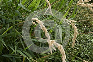 Phalaris arundinacea close up photo