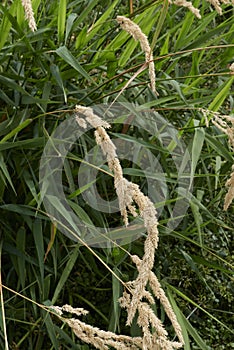 Phalaris arundinacea close up photo