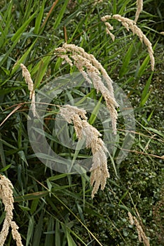 Phalaris arundinacea close up photo