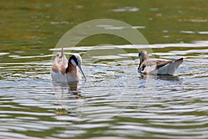 Phalarope birds couple creating water whirls in pond