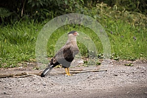 Phalcoboenus australis or Caracara in the Puyehue National Park in Chilean Patagonia