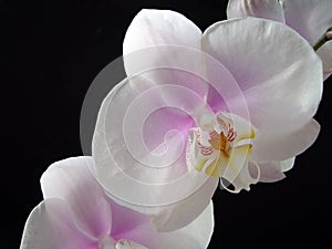 beauty flower Phaleanopsis white and purple center photo